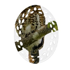Owl Bird Ornament (oval Filigree)
