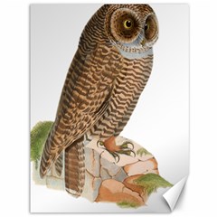 Bird Owl Animal Vintage Isolated Canvas 36  x 48  