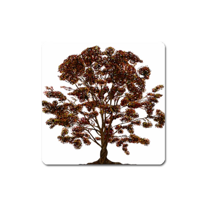 Tree Vector Ornament Color Square Magnet