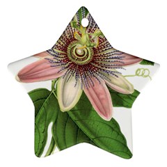 Passion Flower Flower Plant Blossom Star Ornament (two Sides) by Sapixe