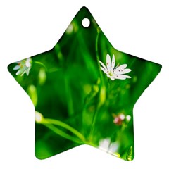 Inside The Grass Star Ornament (two Sides) by FunnyCow