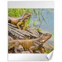 Iguanas At Shore Of River In Guayaqui, Ecuador Canvas 12  X 16   by dflcprints