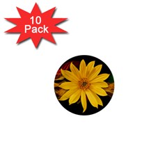 Sun Flower Blossom Bloom Particles 1  Mini Buttons (10 Pack)  by Nexatart