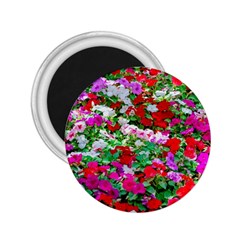 Colorful Petunia Flowers 2 25  Magnets by FunnyCow