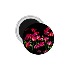 Pink Tulips Dark Background 1 75  Magnets by FunnyCow