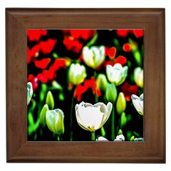 White And Red Sunlit Tulips Framed Tiles by FunnyCow