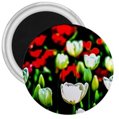 White And Red Sunlit Tulips 3  Magnets by FunnyCow