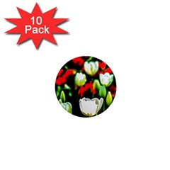 White And Red Sunlit Tulips 1  Mini Magnet (10 Pack)  by FunnyCow