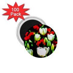 White And Red Sunlit Tulips 1 75  Magnets (100 Pack)  by FunnyCow