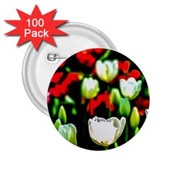 White And Red Sunlit Tulips 2 25  Buttons (100 Pack)  by FunnyCow