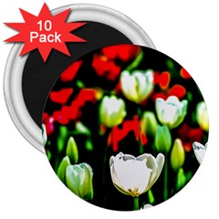 White And Red Sunlit Tulips 3  Magnets (10 Pack)  by FunnyCow