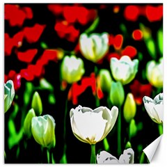 White And Red Sunlit Tulips Canvas 16  X 16   by FunnyCow