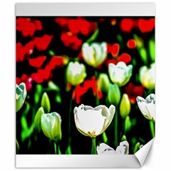 White And Red Sunlit Tulips Canvas 20  X 24   by FunnyCow