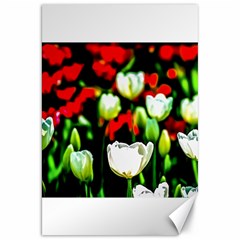 White And Red Sunlit Tulips Canvas 20  X 30   by FunnyCow