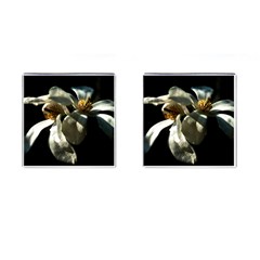 Two White Magnolia Flowers Cufflinks (square) by FunnyCow