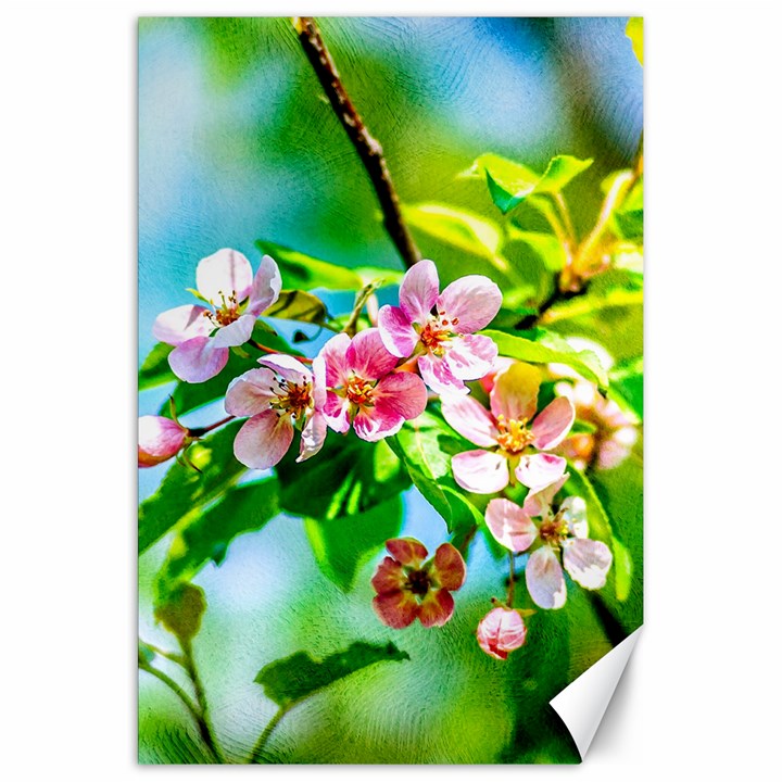 Crab Apple Flowers Canvas 20  x 30  