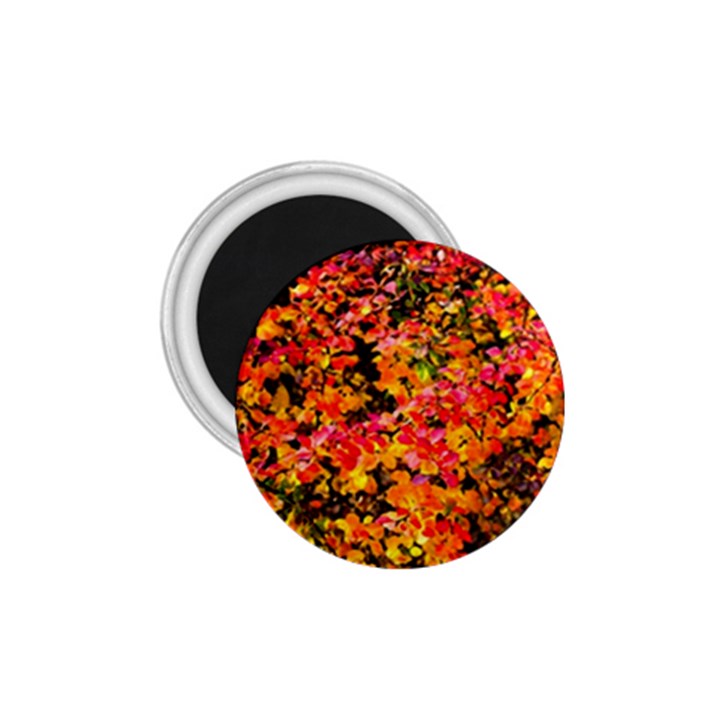 Orange, yellow cotoneaster leaves in autumn 1.75  Magnets