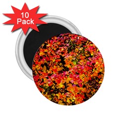 Orange, Yellow Cotoneaster Leaves In Autumn 2 25  Magnets (10 Pack)  by FunnyCow