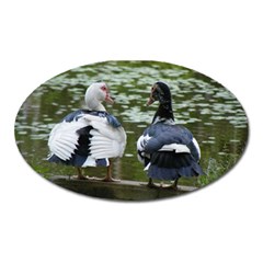 Muscovy Ducks At The Pond Oval Magnet by IIPhotographyAndDesigns