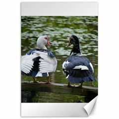 Muscovy Ducks At The Pond Canvas 24  X 36  by IIPhotographyAndDesigns