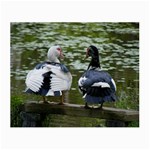 Muscovy Ducks at the Pond Small Glasses Cloth Front