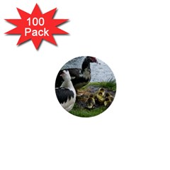 Muscovy Family 1  Mini Buttons (100 Pack)  by IIPhotographyAndDesigns