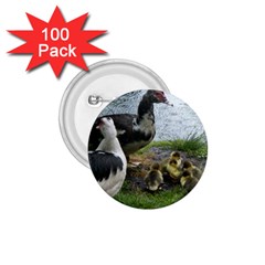 Muscovy Family 1 75  Buttons (100 Pack) 