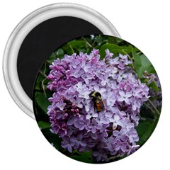 Lilac Bumble Bee 3  Magnets by IIPhotographyAndDesigns