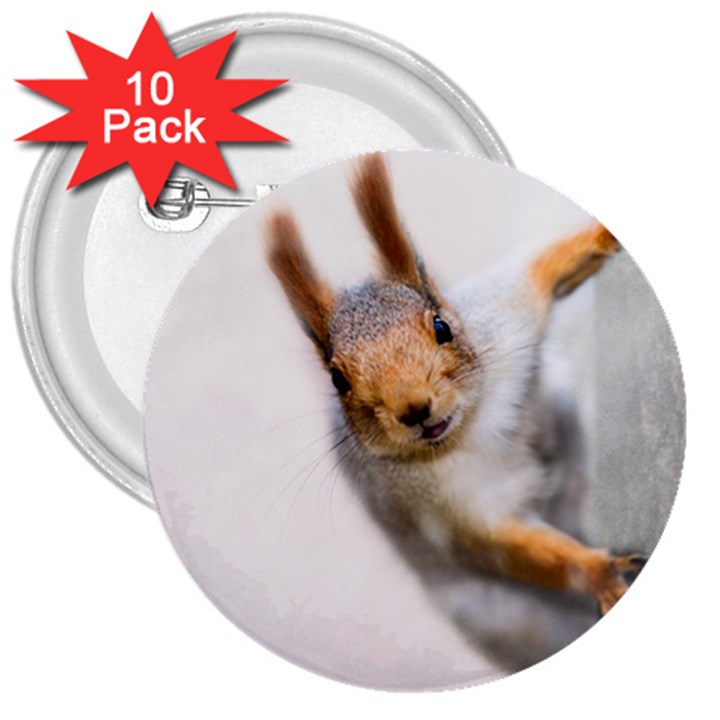 Curious Squirrel 3  Buttons (10 pack) 