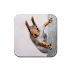 Curious Squirrel Rubber Coaster (square)  by FunnyCow