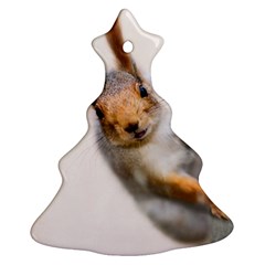 Curious Squirrel Ornament (christmas Tree)  by FunnyCow