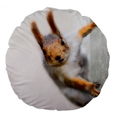 Curious Squirrel Large 18  Premium Round Cushions by FunnyCow