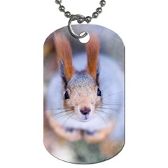 Squirrel Looks At You Dog Tag (two Sides)