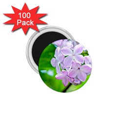 Elegant Pink Lilacs In Spring 1 75  Magnets (100 Pack)  by FunnyCow