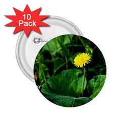 Yellow Dandelion Flowers In Spring 2 25  Buttons (10 Pack)  by FunnyCow