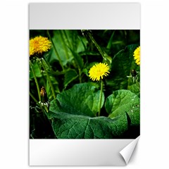 Yellow Dandelion Flowers In Spring Canvas 12  X 18   by FunnyCow