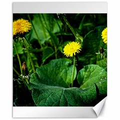 Yellow Dandelion Flowers In Spring Canvas 16  X 20   by FunnyCow