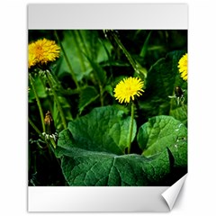 Yellow Dandelion Flowers In Spring Canvas 18  X 24   by FunnyCow