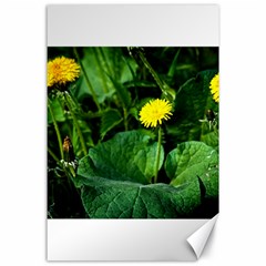 Yellow Dandelion Flowers In Spring Canvas 24  X 36  by FunnyCow