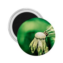 Dandelion Flower Green Chief 2 25  Magnets by FunnyCow
