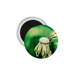 Dandelion Flower Green Chief 1 75  Magnets by FunnyCow