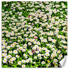 Green Field Of White Daisy Flowers Canvas 16  X 16   by FunnyCow