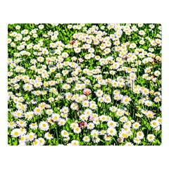 Green Field Of White Daisy Flowers Double Sided Flano Blanket (large)  by FunnyCow