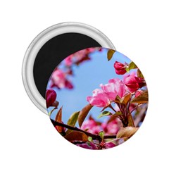 Crab Apple Blossoms 2 25  Magnets