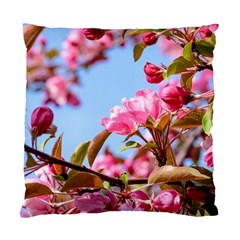 Crab Apple Blossoms Standard Cushion Case (two Sides) by FunnyCow