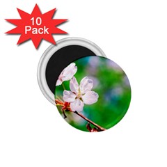 Sakura Flowers On Green 1 75  Magnets (10 Pack)  by FunnyCow