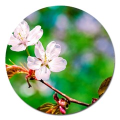 Sakura Flowers On Green Magnet 5  (round) by FunnyCow