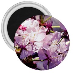 Sakura In The Shade 3  Magnets by FunnyCow