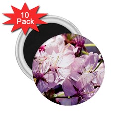 Sakura In The Shade 2 25  Magnets (10 Pack)  by FunnyCow