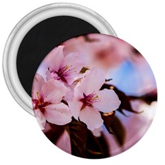 Three Sakura Flowers 3  Magnets by FunnyCow